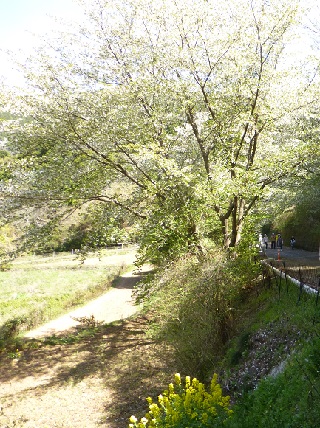 春の野山をハイキング