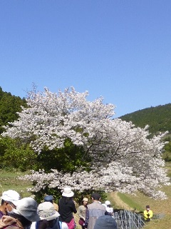 春の野山をハイキング