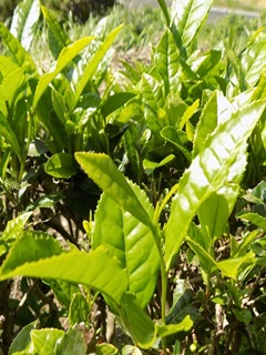 お茶の淹れ方教室