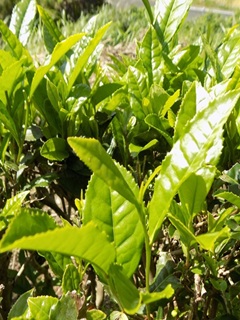 いも植え・田植え